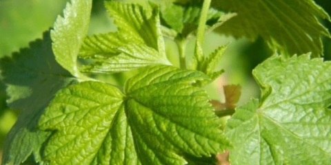 Da li je moguće i kako zamrznuti listove ribizle